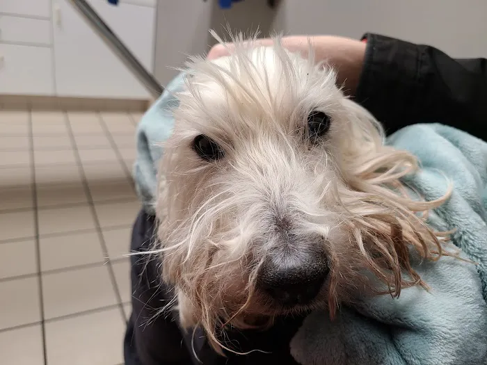 Animal Medical Center 4