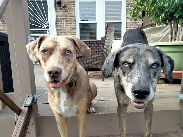 Animal Medical Center 9