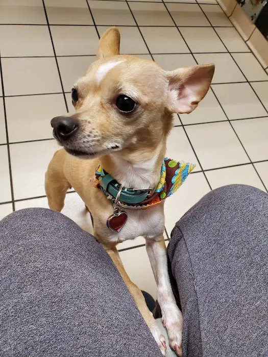 Animal Medical Center 10