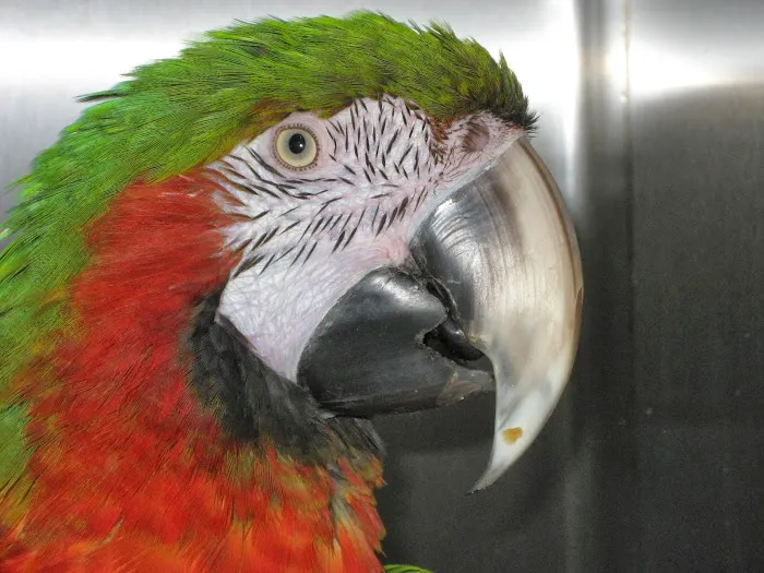 Chicago Exotics Animal Hospital 1