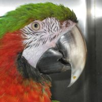 Chicago Exotics Animal Hospital ico