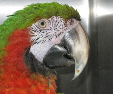 Chicago Exotics Animal Hospital