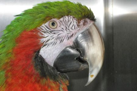 Chicago Exotics Animal Hospital