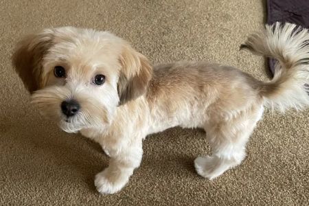 Harvester Veterinary Hospital of Burr Ridge