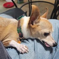 Villa Park Veterinary Hospital ico
