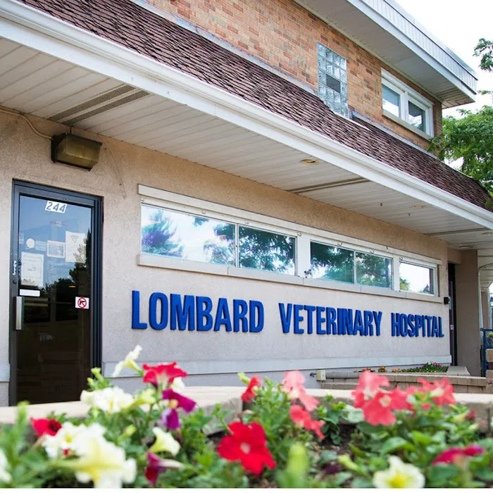 Lombard Veterinary Hospital 12