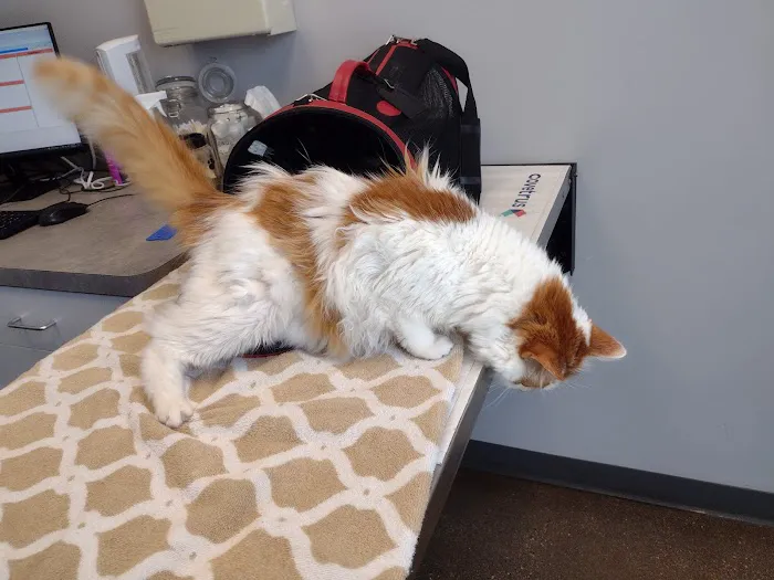 Lombard Veterinary Hospital 12