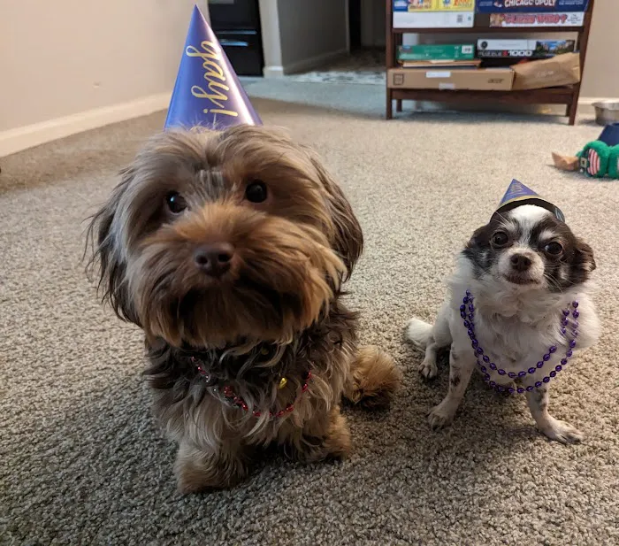 Downers Grove Animal Hospital & Bird Clinic 12