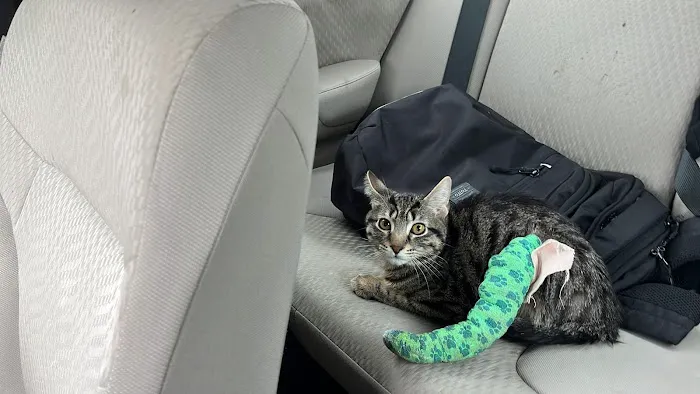 Downers Grove Animal Hospital & Bird Clinic 12