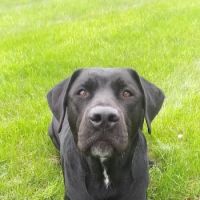 VCA West Suburban Veterinary Hospital ico