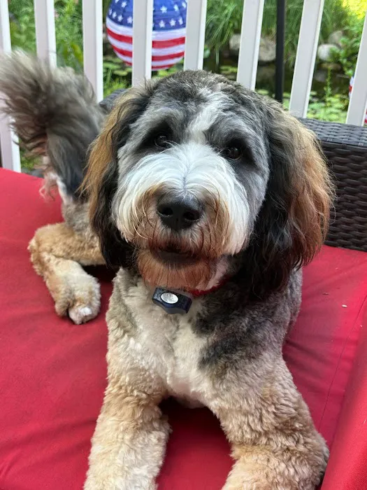Hinsdale Animal Hospital 12