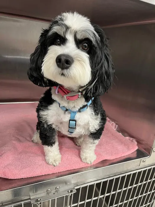 DeVries Animal Hospital 12