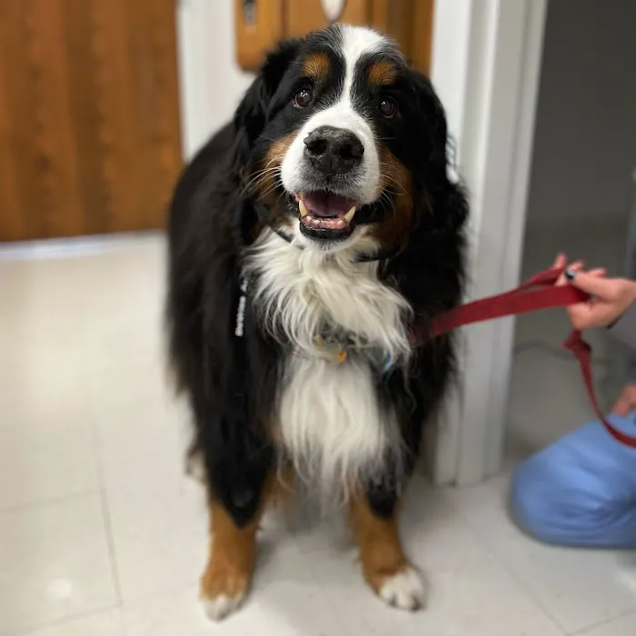 DeVries Animal Hospital 12