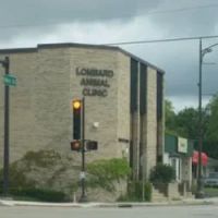 Lombard Animal Clinic, P.C. ico