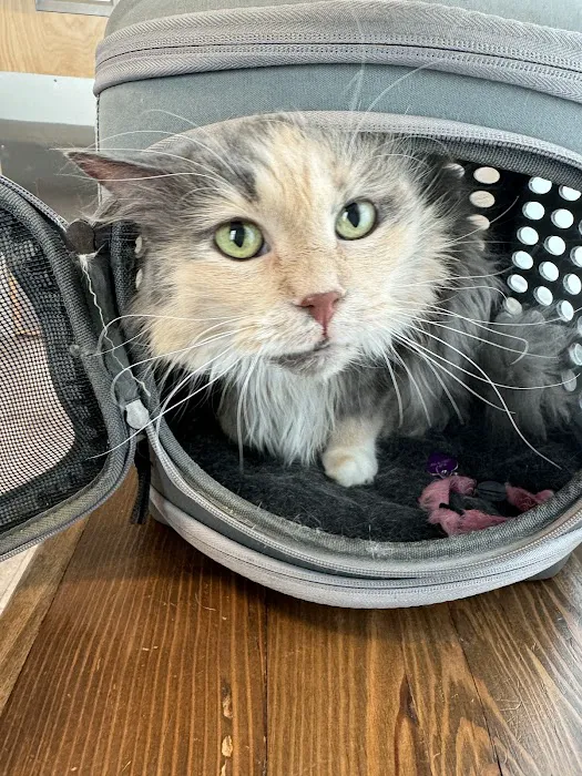 Thrive Pet Healthcare - Elmhurst 8