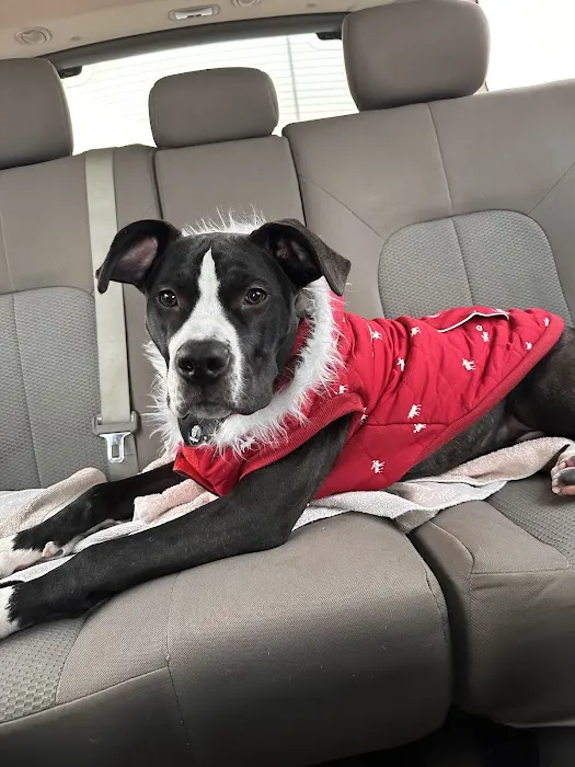 Thrive Pet Healthcare - Elmhurst 6