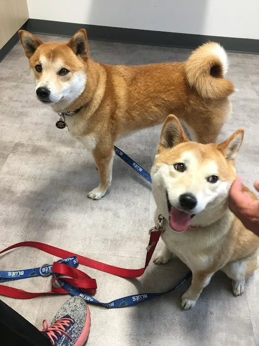 Thrive Pet Healthcare - Elmhurst 7