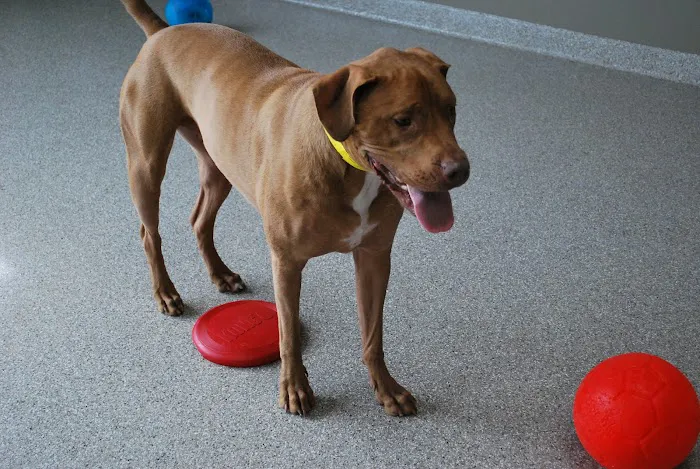 Animal Care Center of Downers Grove 6