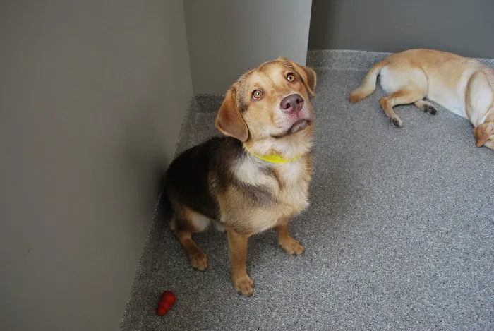 Animal Care Center of Downers Grove 9
