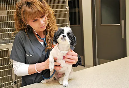 Animal Care Center of Downers Grove 5