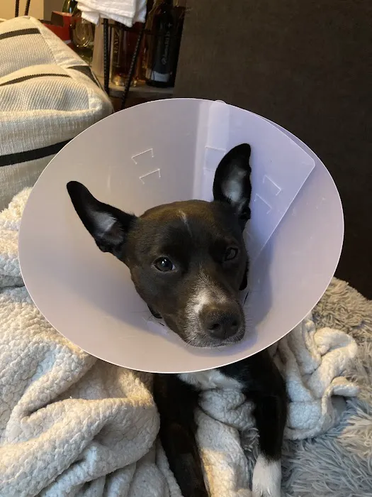 Emergency Veterinary Services of Lisle 4
