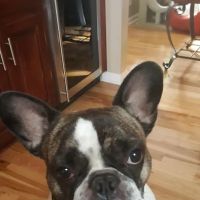 Partners and Paws Veterinary Services ico