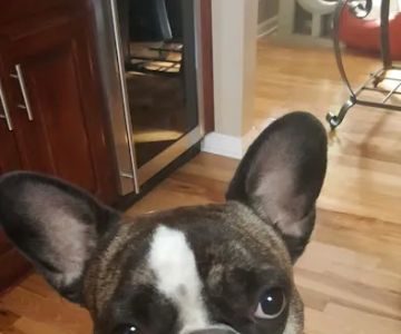 Partners and Paws Veterinary Services