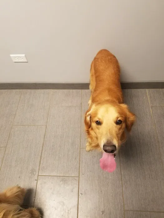 Partners and Paws Veterinary Services 5