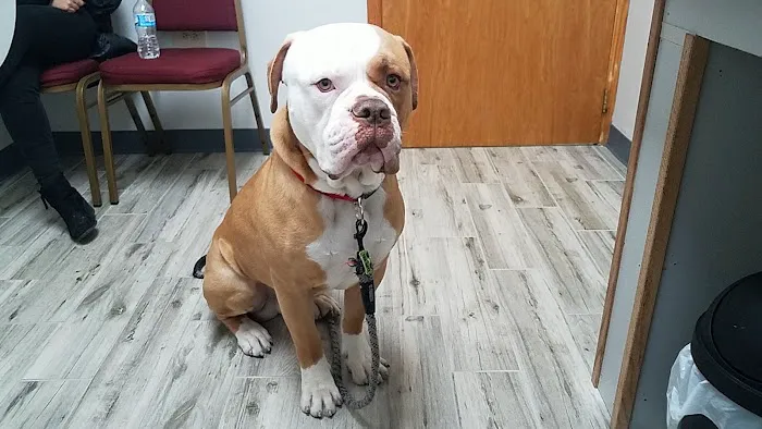 Ad Park Pet Clinic 3