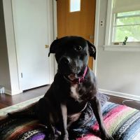 Ad Park Pet Clinic ico