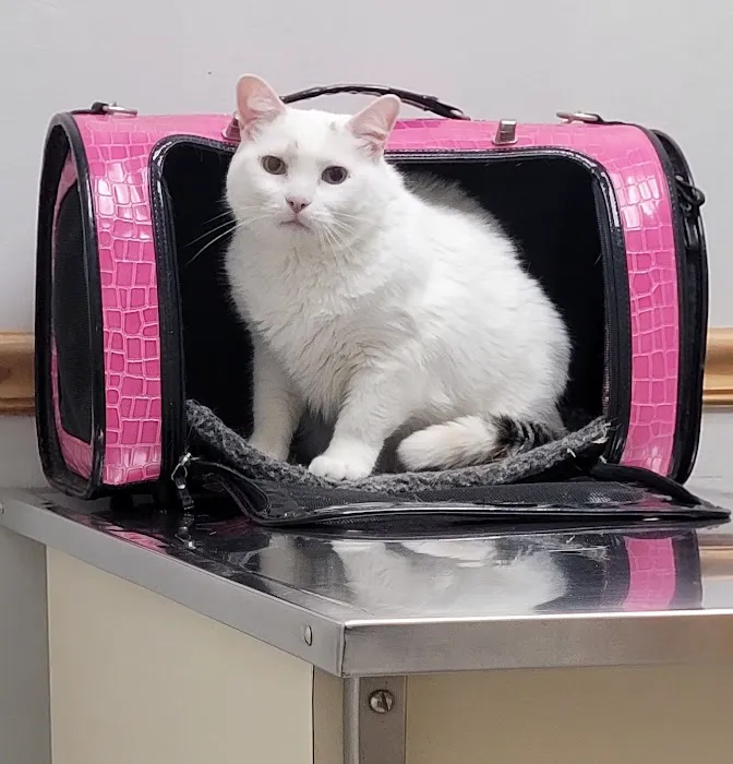 Ad Park Pet Clinic 6