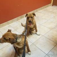 Hanover Park Animal Care Center ico