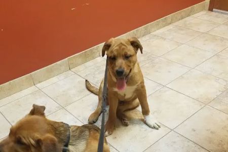 Hanover Park Animal Care Center