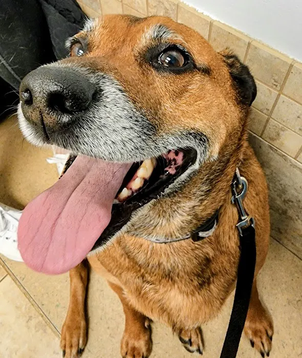 Hanover Park Animal Care Center 3