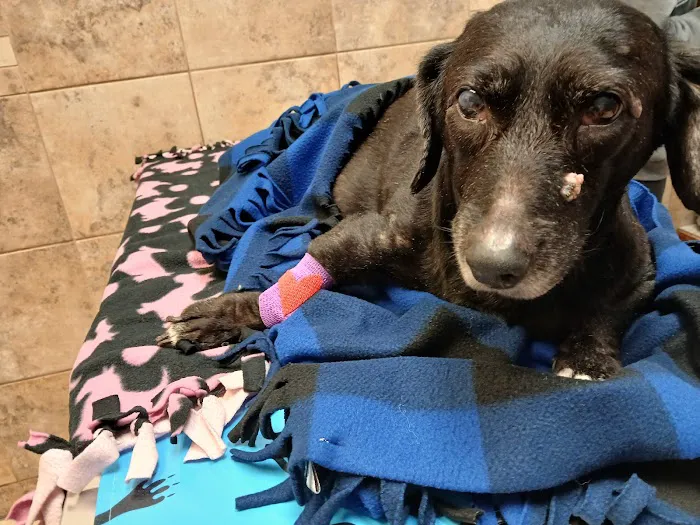 Hanover Park Animal Care Center 8