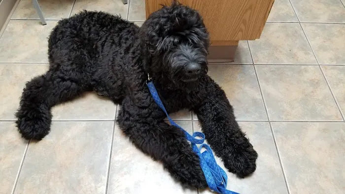 Hobson Valley Animal Clinic 7