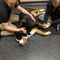 Village Veterinary Practice ico