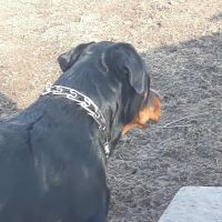 Urban Veterinary Associates ico