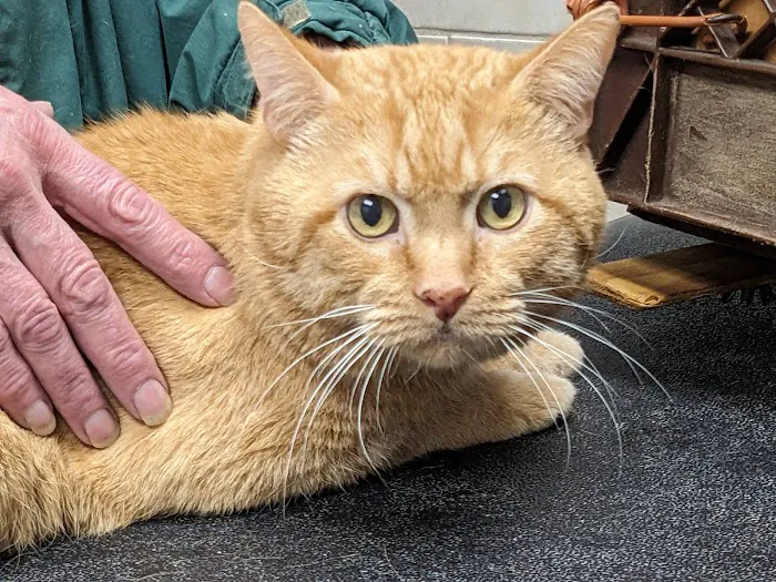 DuPage Animal Hospital 12