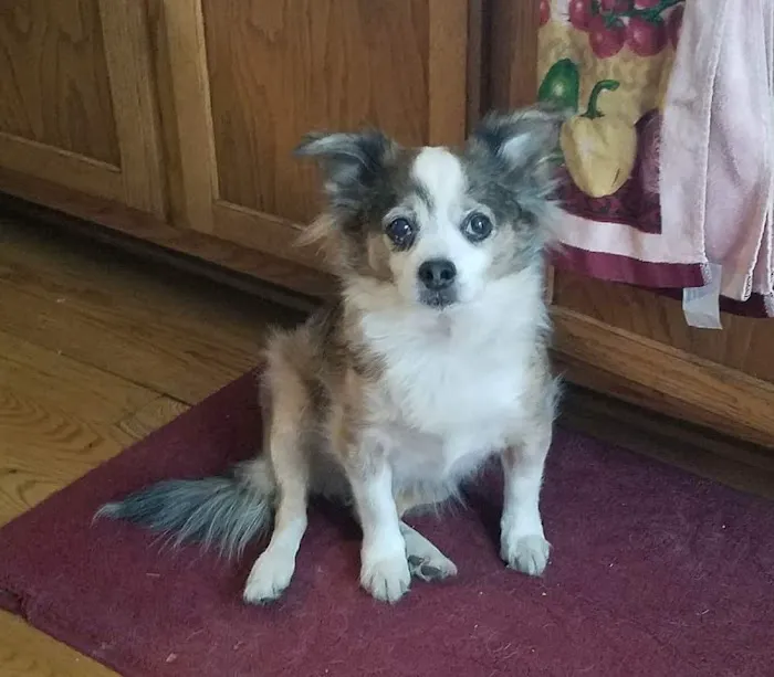 DuPage Animal Hospital 12