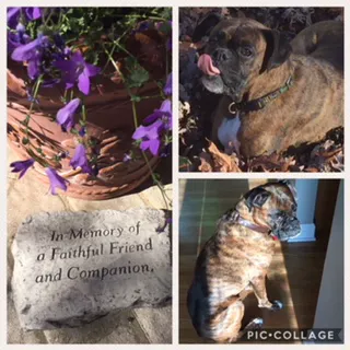 Brumley Veterinary Clinic PC 3