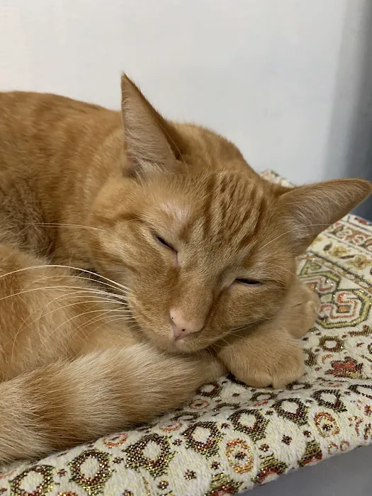 Glendale Animal Hospital 3