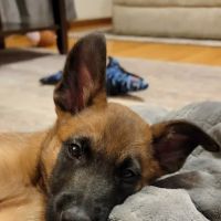 Danada Veterinary Hospital ico