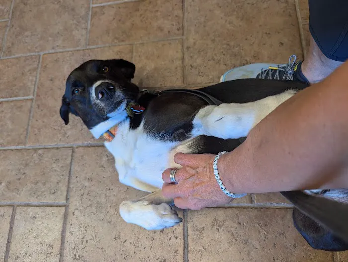 West Suburban Veterinary: Muehrcke Alison D DVM 2