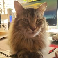 West Suburban Veterinary: Muehrcke Alison D DVM ico