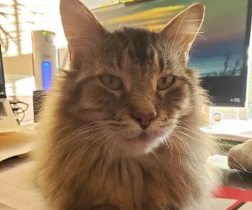 West Suburban Veterinary: Muehrcke Alison D DVM