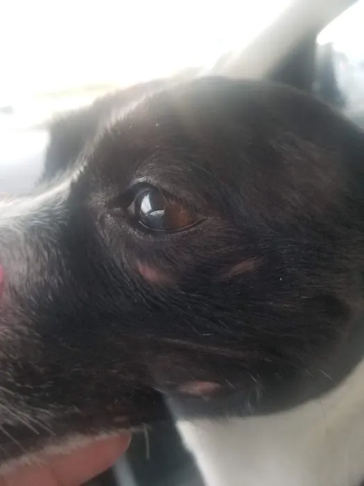 Banfield Pet Hospital 8