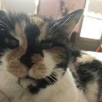 Justice Animal Clinic ico