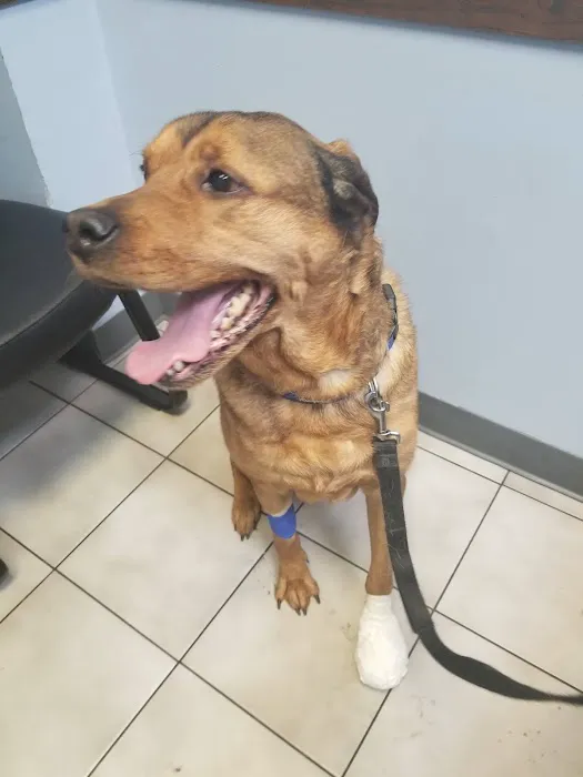 Oak Village Animal Hospital 12