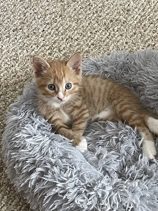 Oak Village Animal Hospital 12